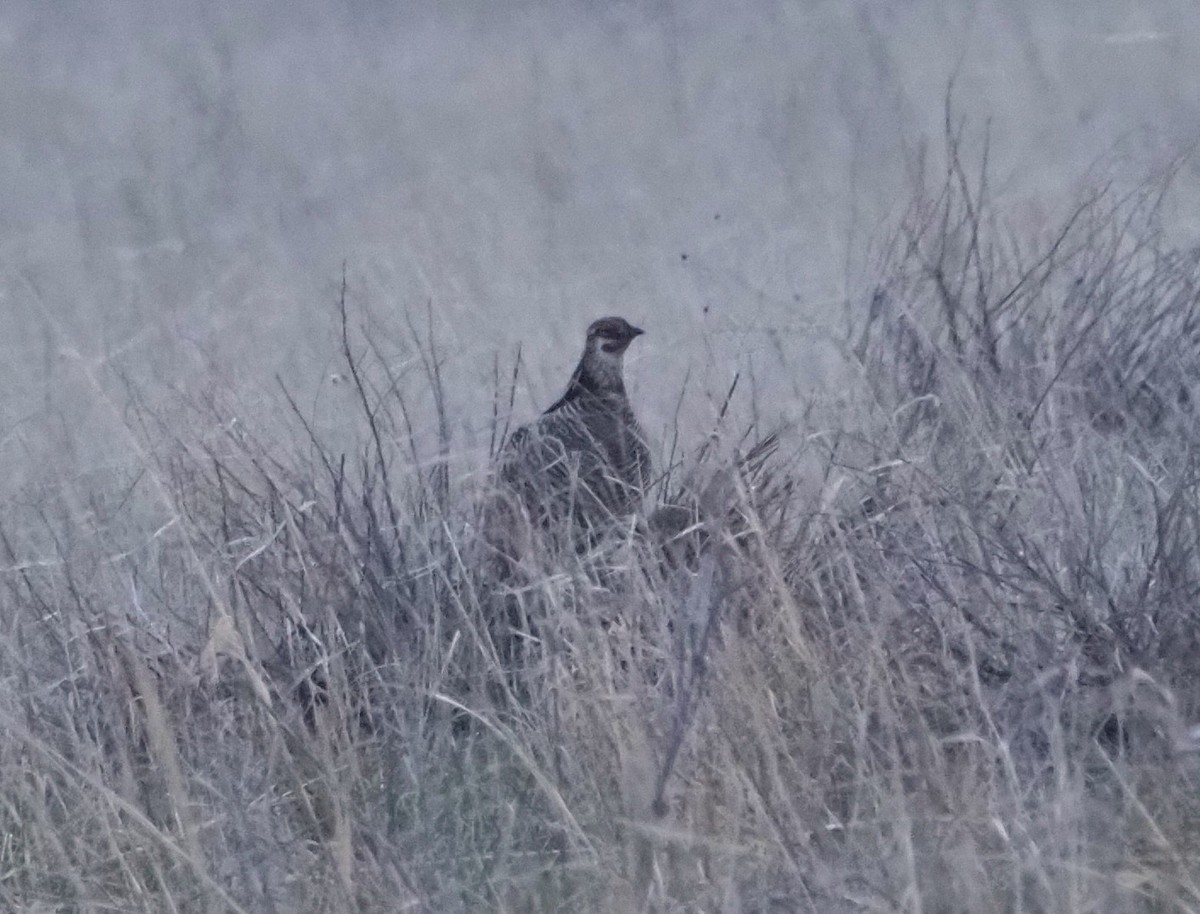 Greater Prairie-Chicken - ML618510623