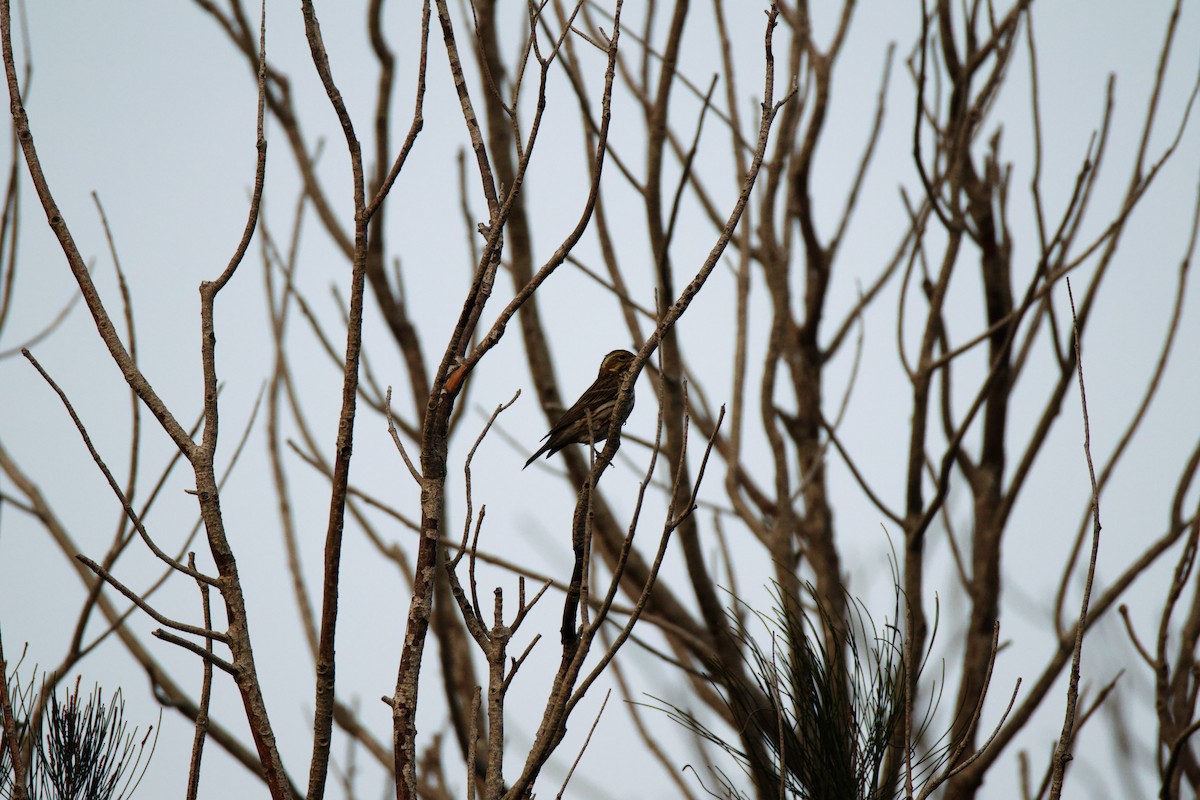 House Finch - Isaiah Erven