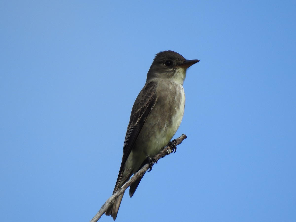 Western Wood-Pewee - Mary Forrestal