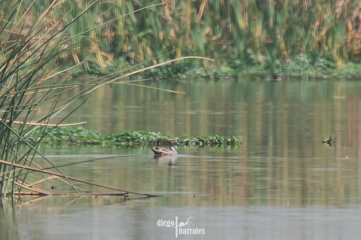 Northern Pintail - ML618510686