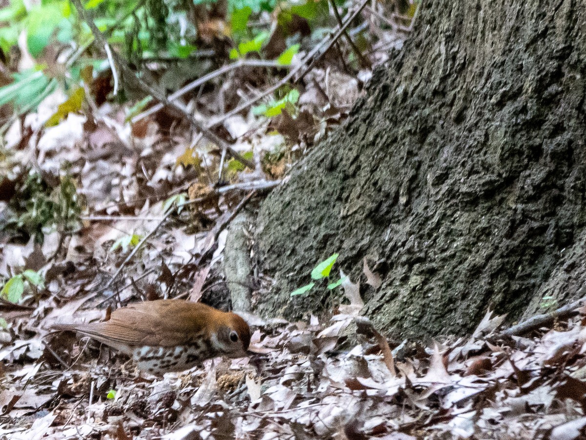 Wood Thrush - ML618510692
