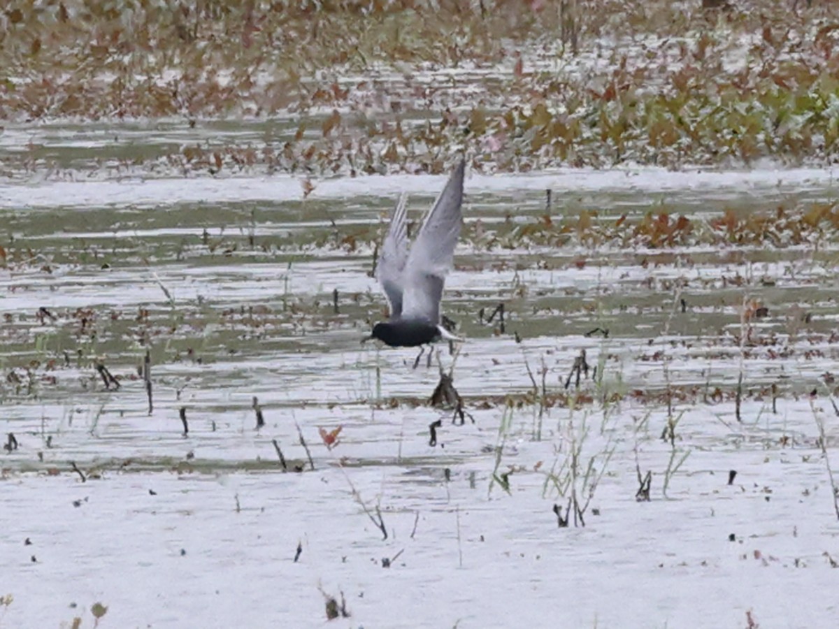 Black Tern - Myles McNally