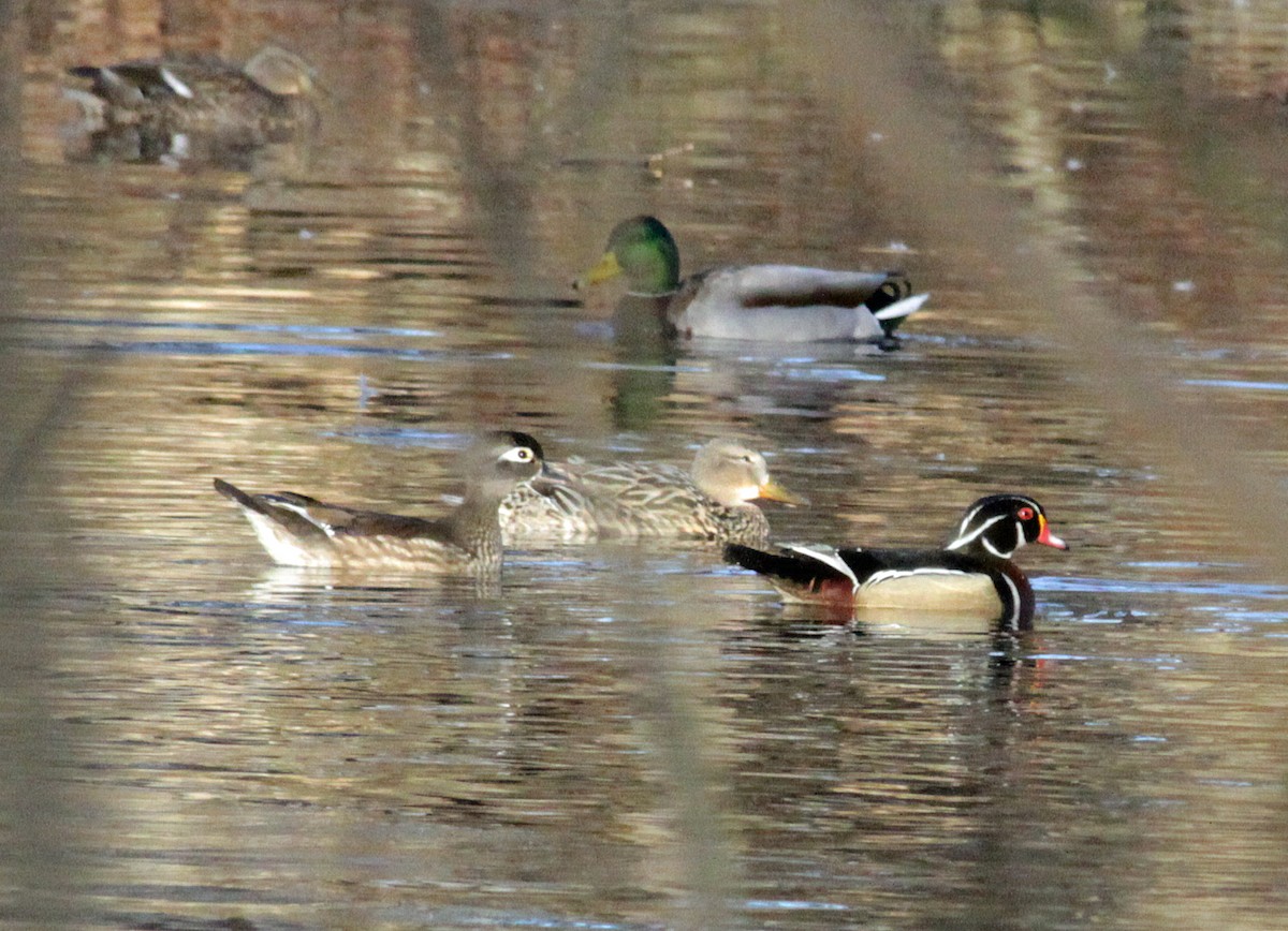 Wood Duck - John Farrington