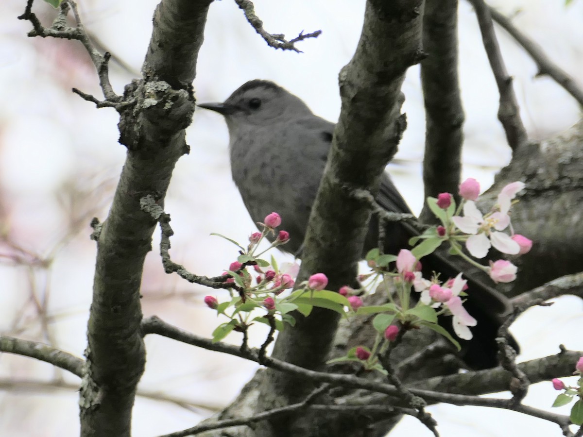 Gray Catbird - ML618510740