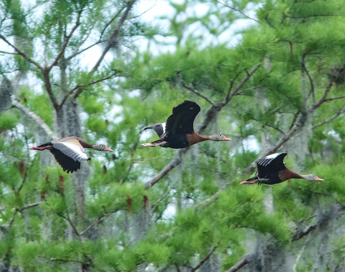 Black-bellied Whistling-Duck - Brad Bergstrom