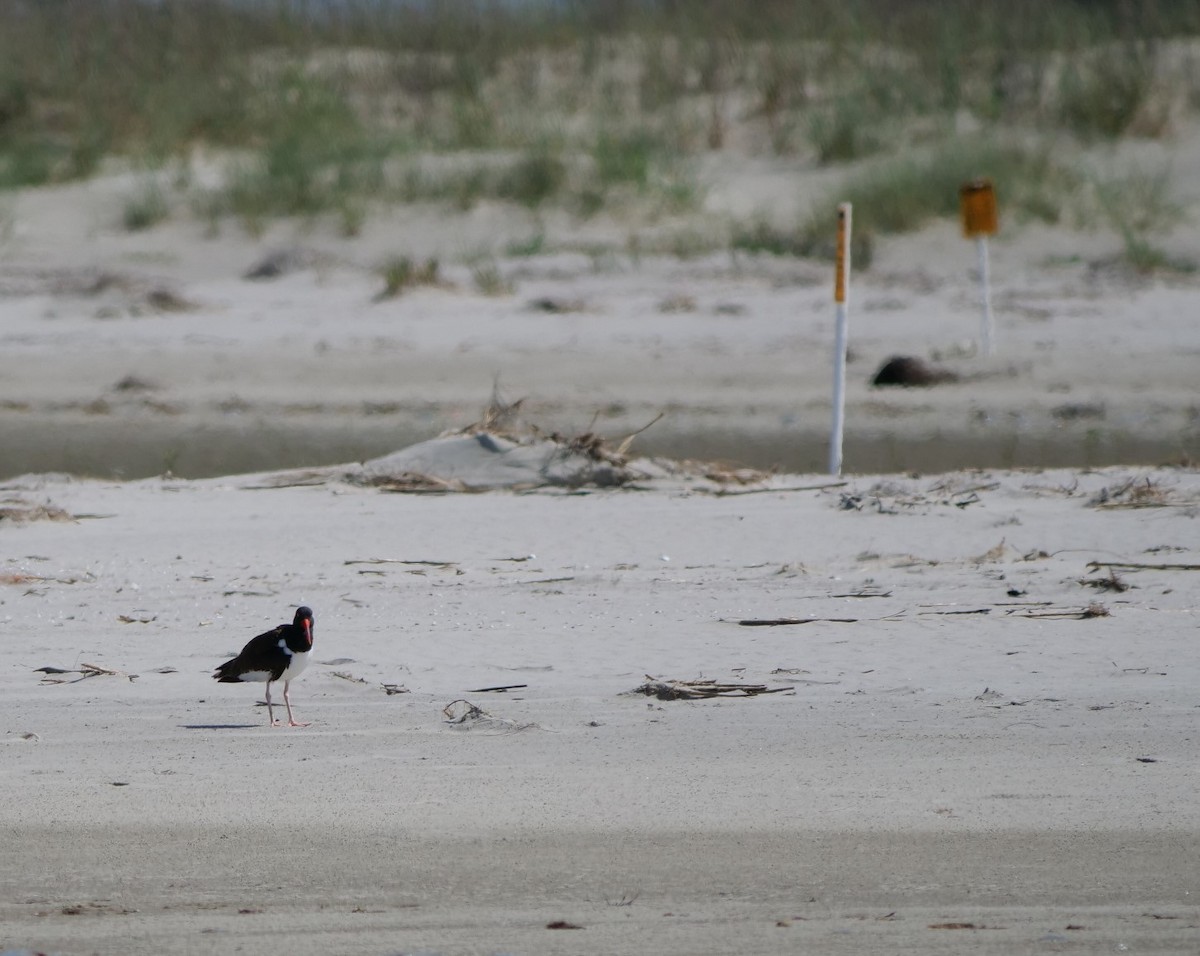 American Oystercatcher - Jennifer Jerome