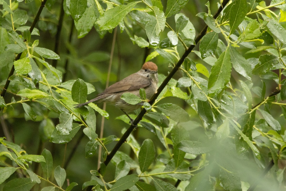 Eurasian Blackcap - ML618510771