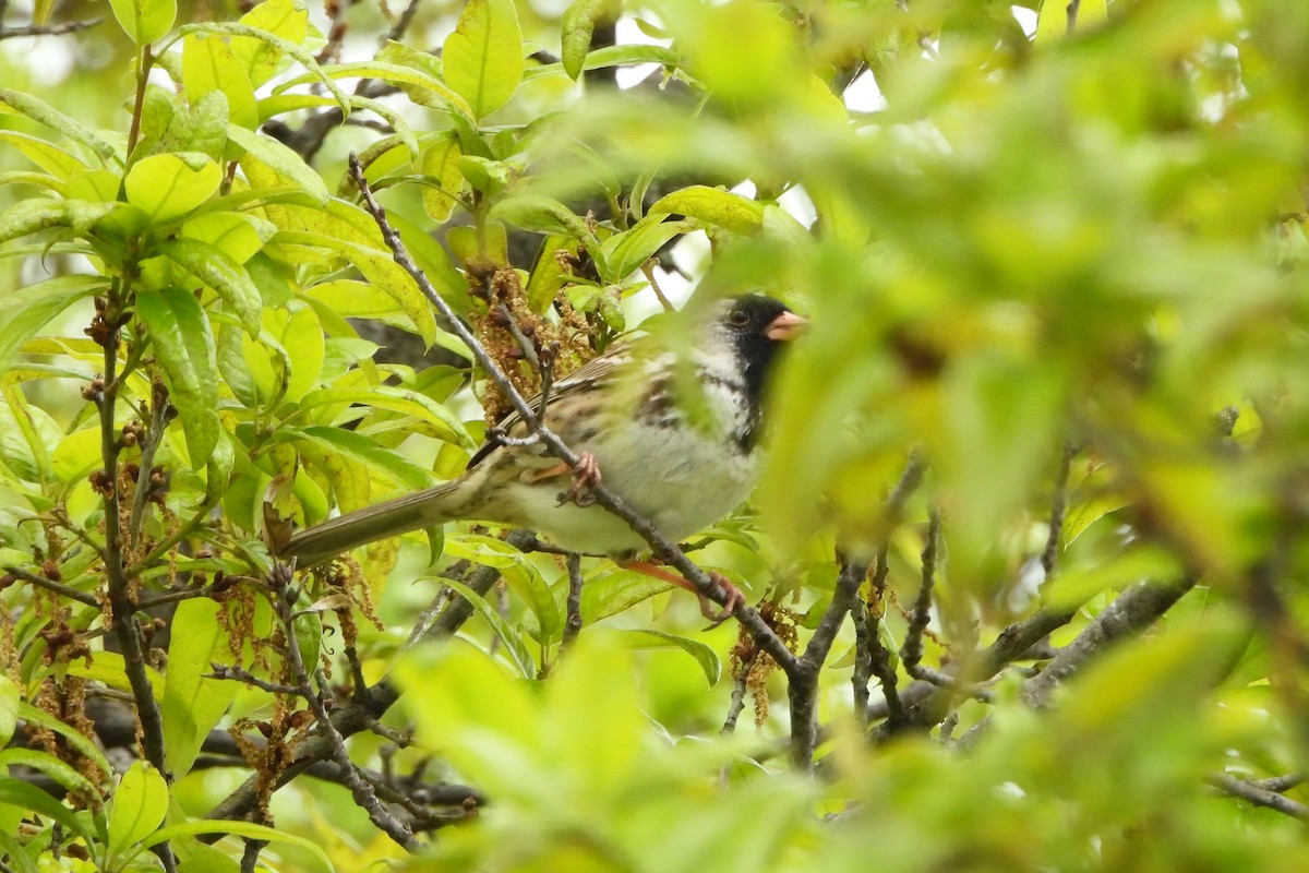 Harris's Sparrow - Betty Lou Peckham