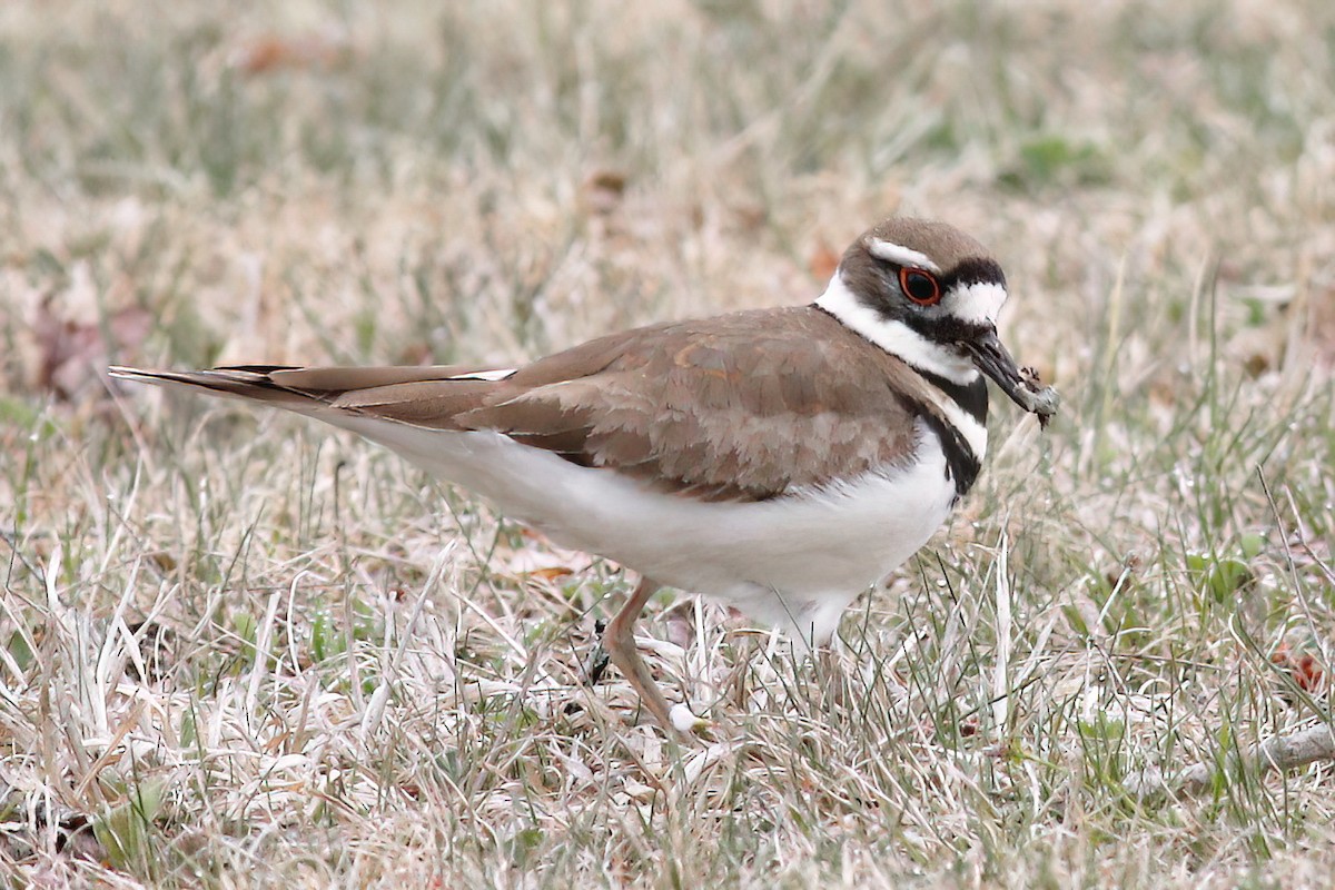 Killdeer - ML618510798