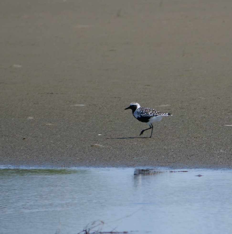 Black-bellied Plover - ML618510802