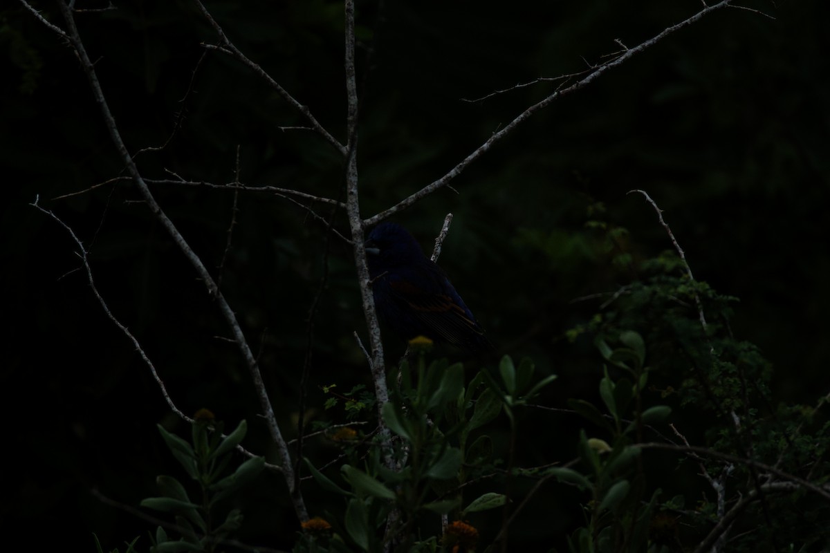 Blue Grosbeak - Isaiah Erven