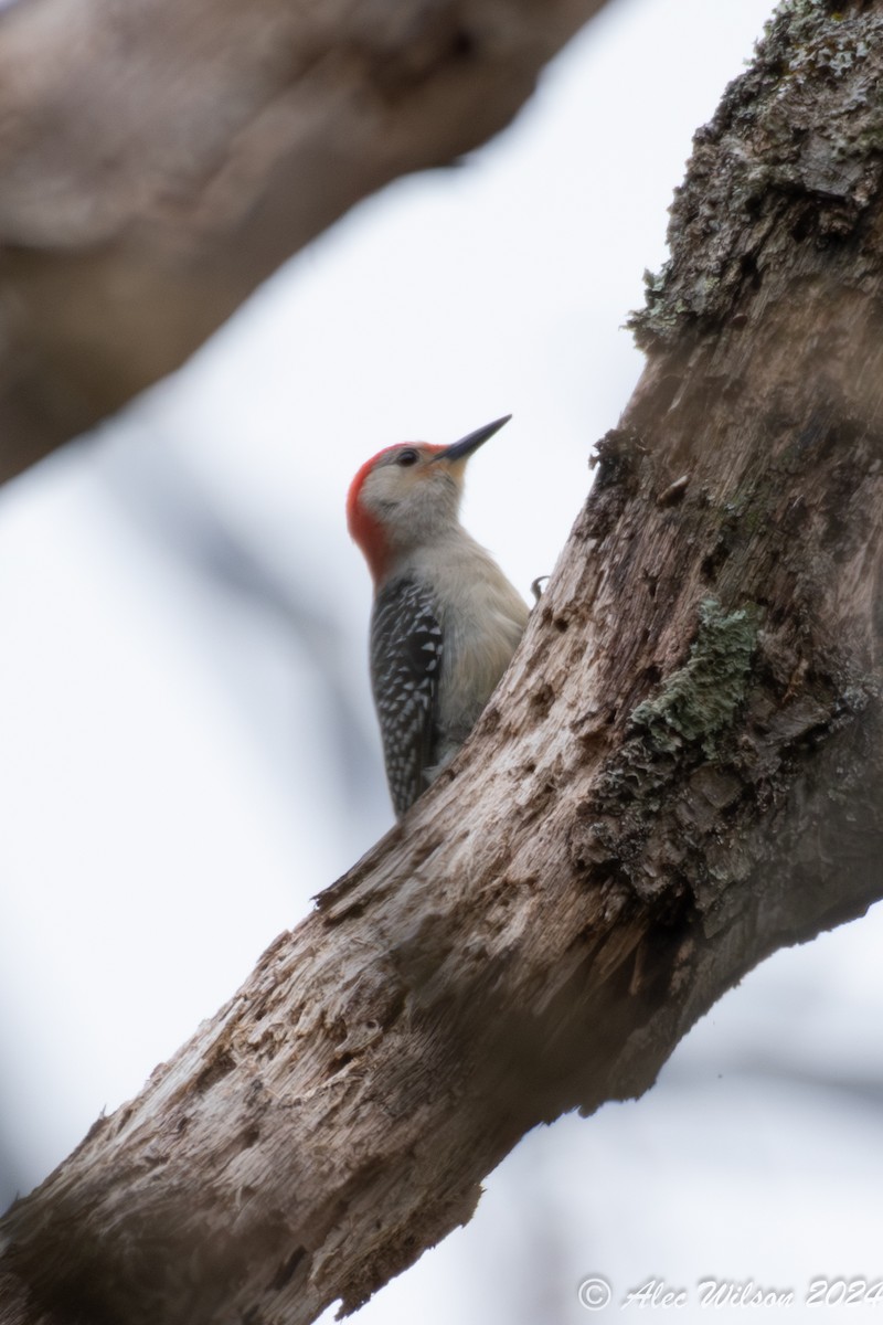 Red-bellied Woodpecker - ML618510847