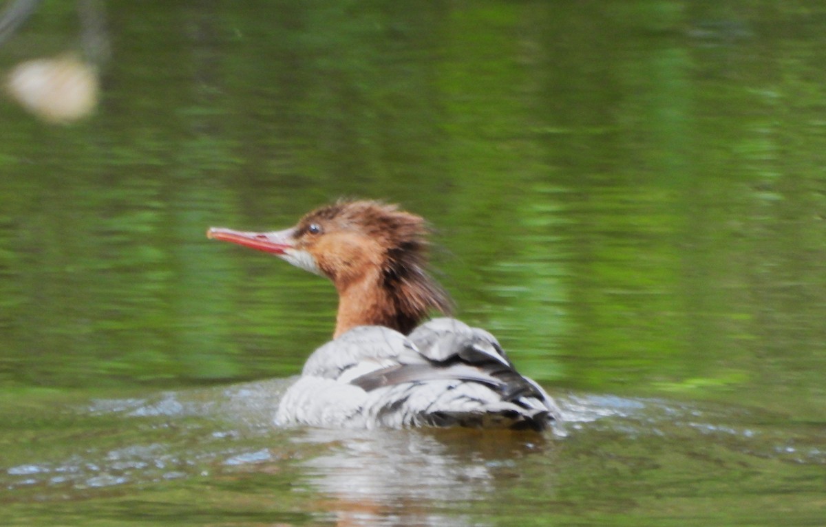 Common Merganser - Lynne Craft