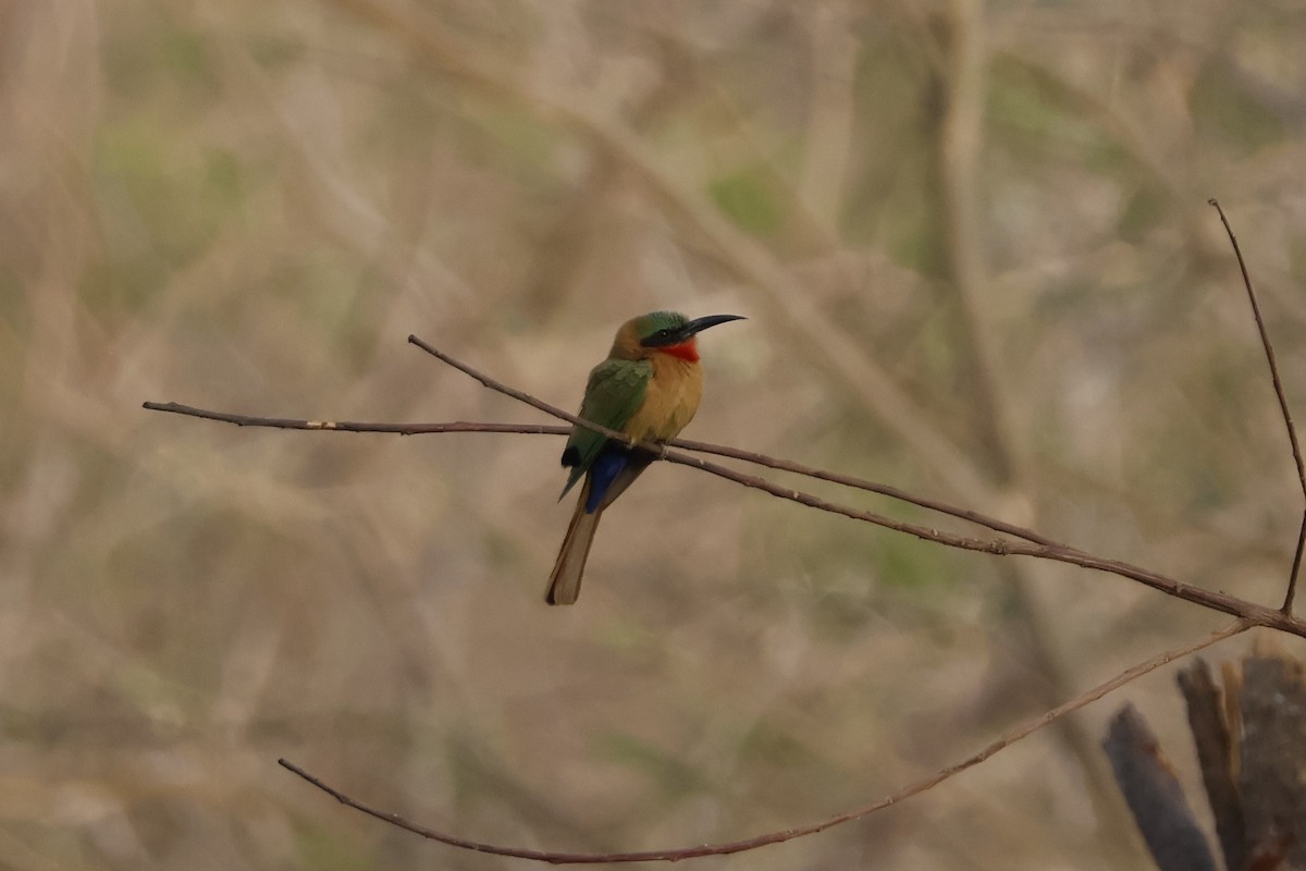 Red-throated Bee-eater - Mathieu Soetens