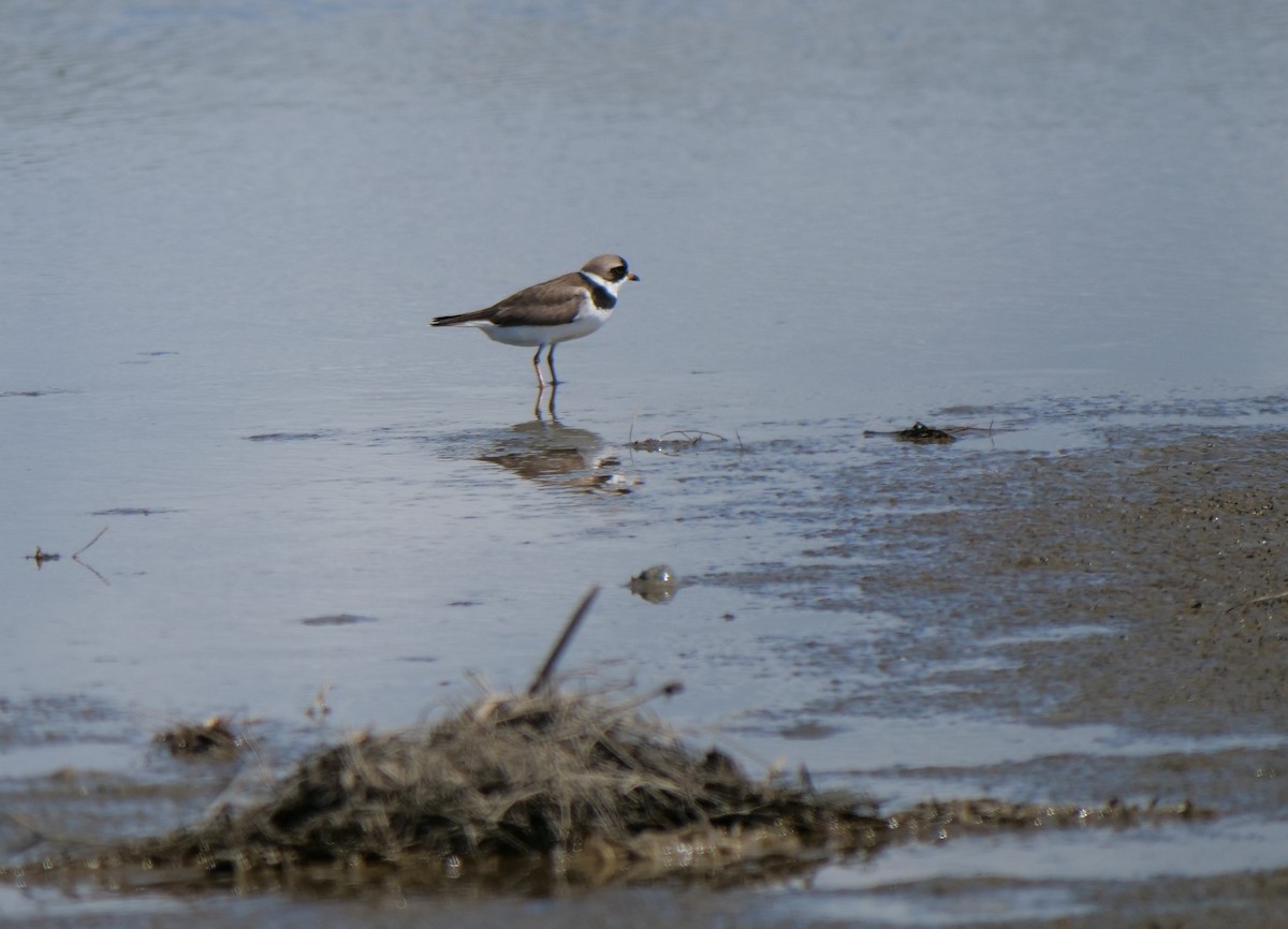 Semipalmated Plover - Jennifer Jerome