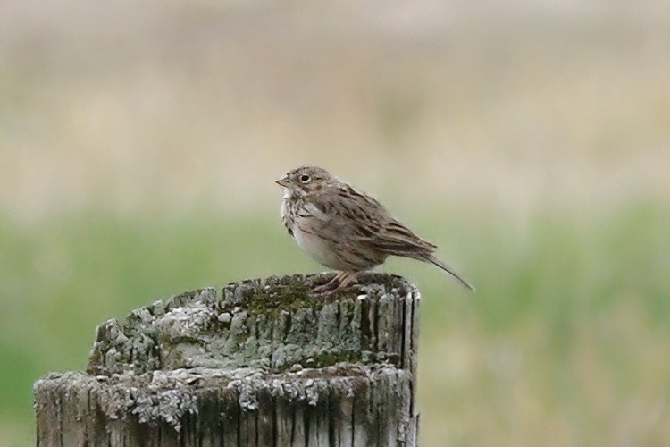 Vesper Sparrow - Gary Jarvis
