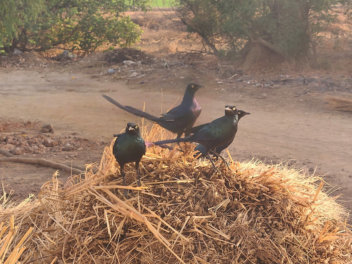 Long-tailed Glossy Starling - ML618510897