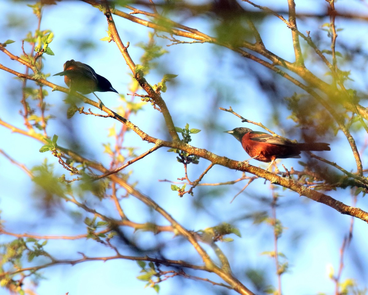 Orchard Oriole - Linda Scrima