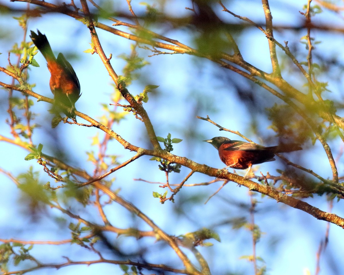 Oriole des vergers - ML618510904