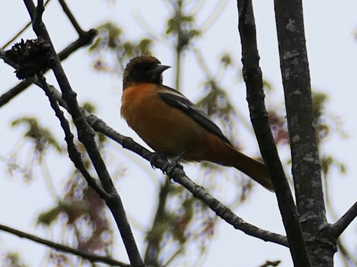 Oriole de Baltimore - ML618510907