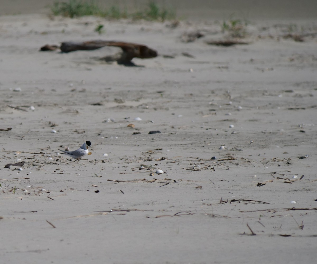 Least Tern - Jennifer Jerome