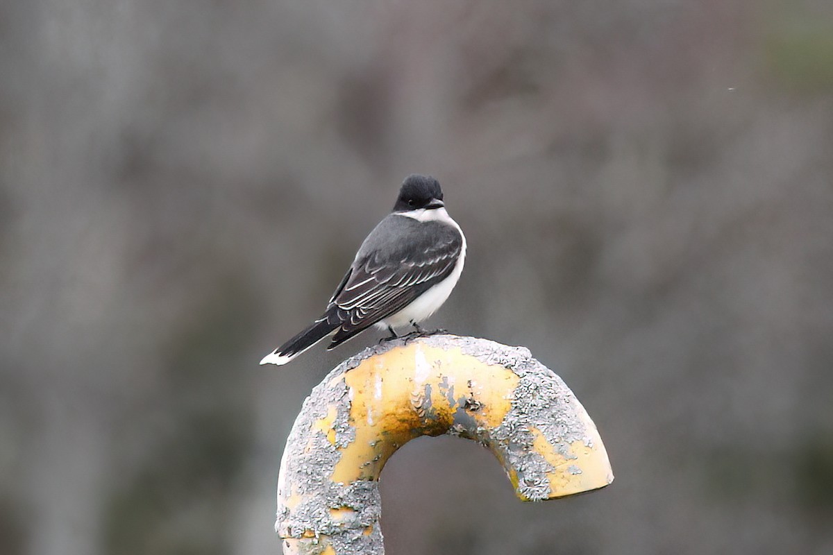 Eastern Kingbird - ML618510932