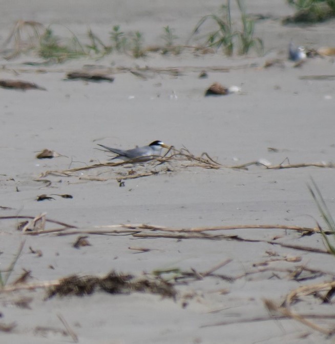 Least Tern - ML618510967