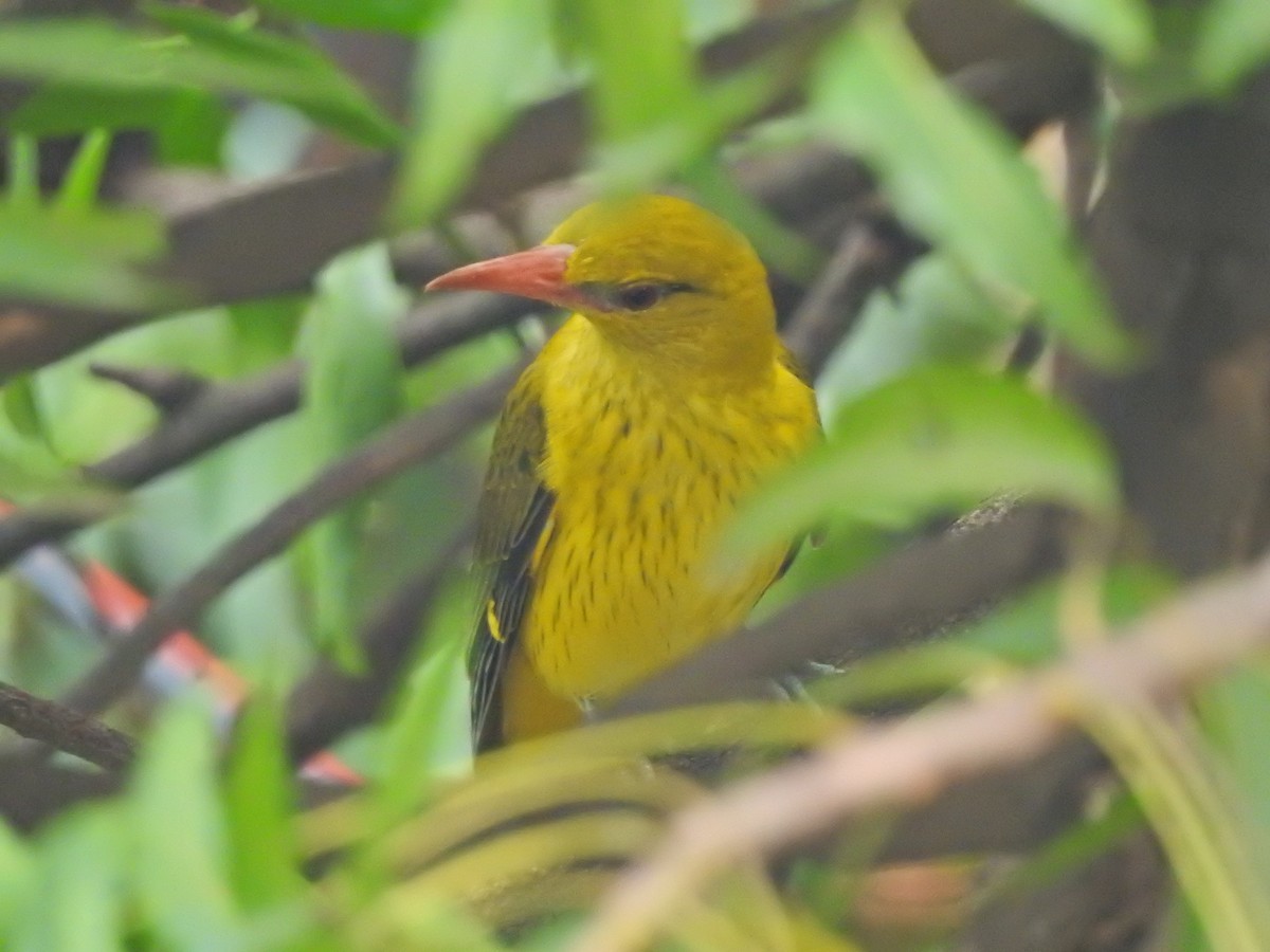 Indian Golden Oriole - Jayendra Rakesh Yeka