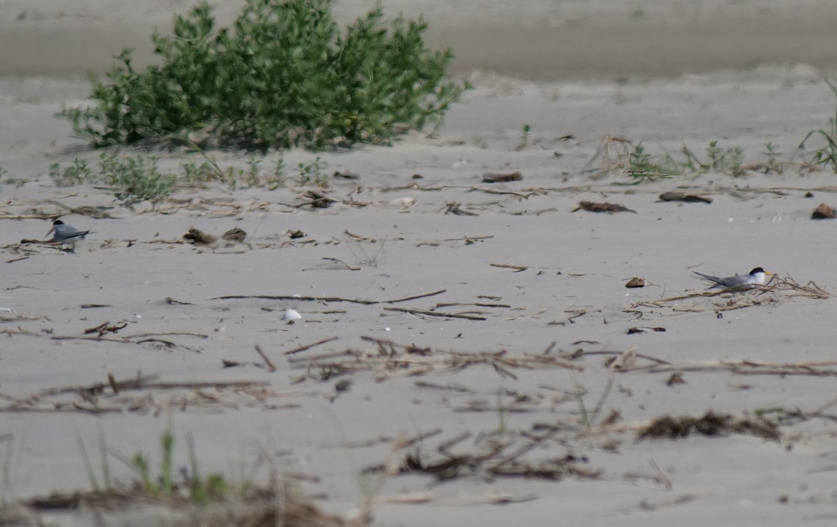 Least Tern - ML618510995