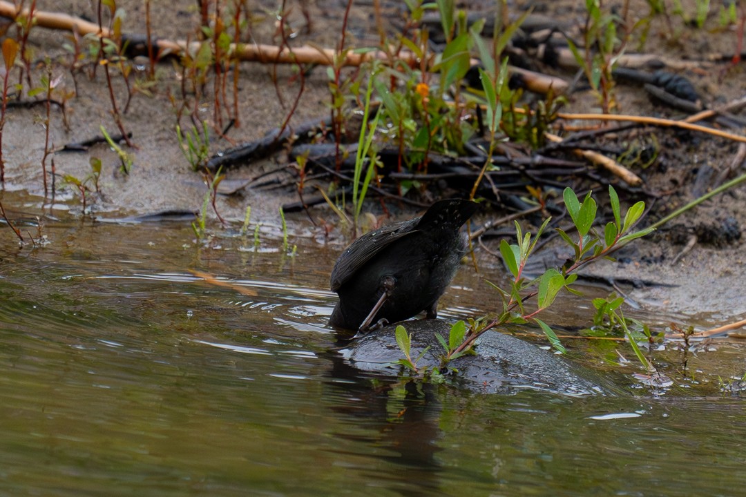 American Dipper - ML618511004