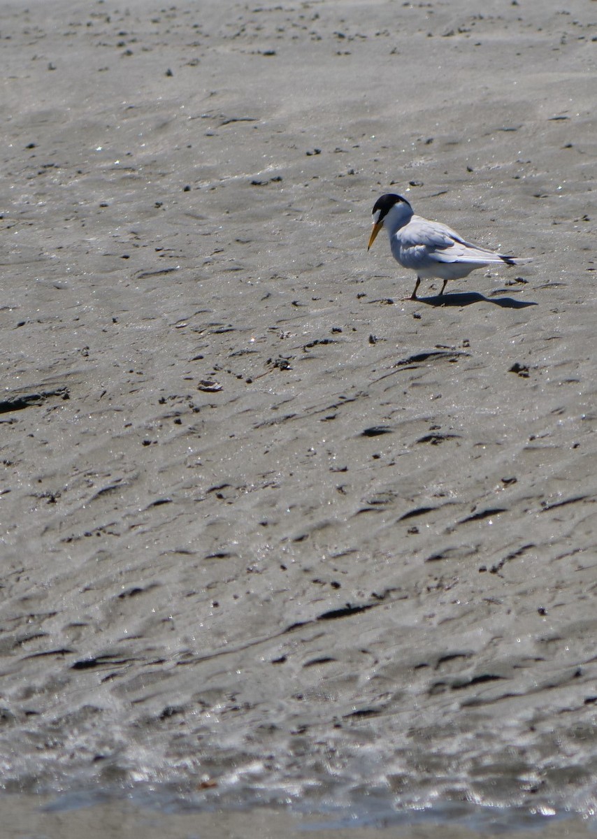 Least Tern - ML618511020