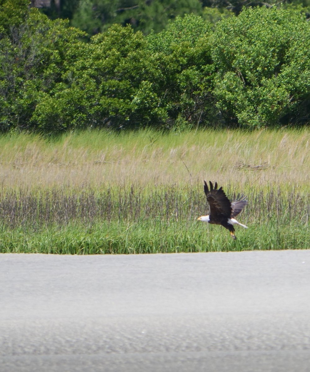 Bald Eagle - ML618511049