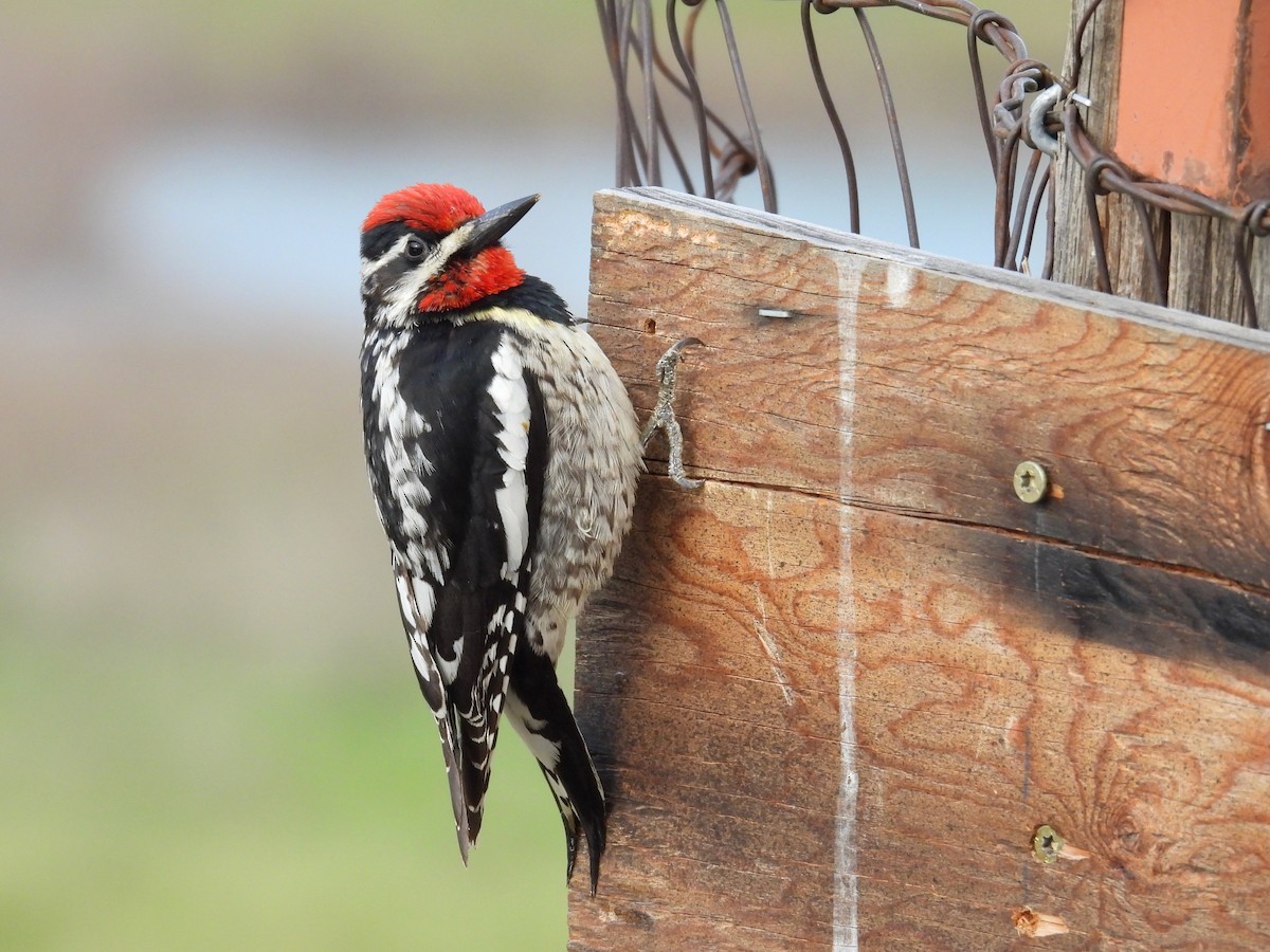 Red-naped Sapsucker - ML618511056