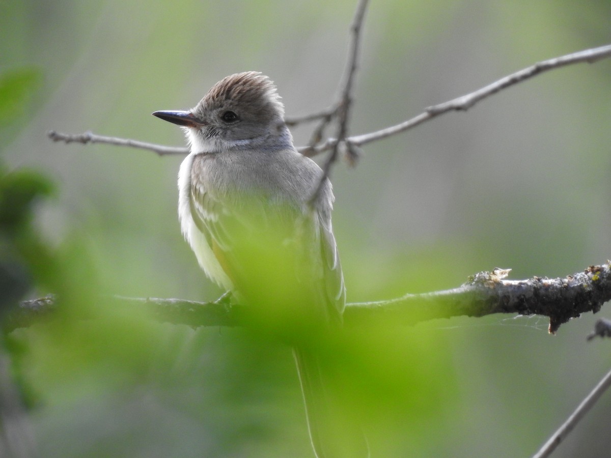 Ash-throated Flycatcher - Mary Forrestal
