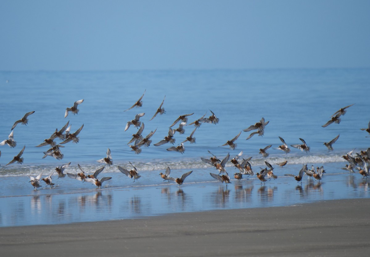 Red Knot - ML618511087