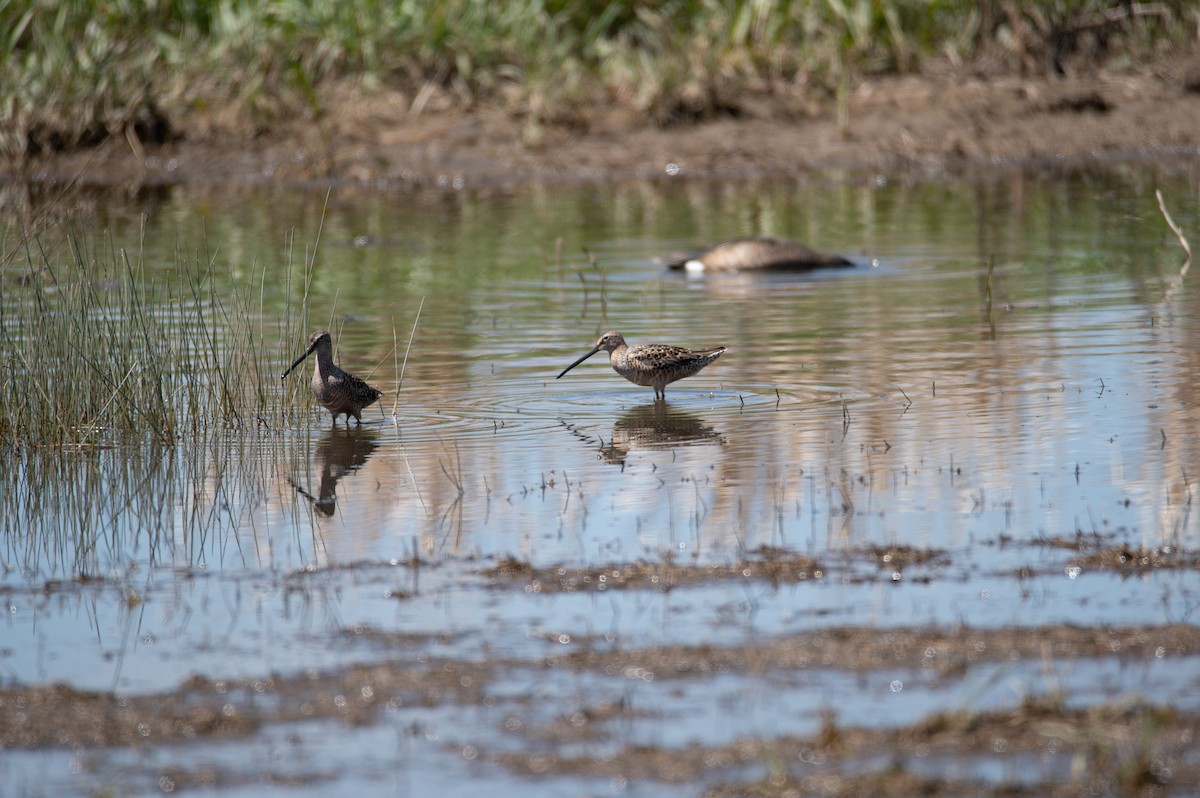 Long-billed Dowitcher - ML618511111