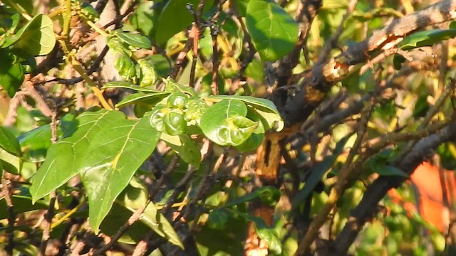 Blyth's Reed Warbler - ML618511117