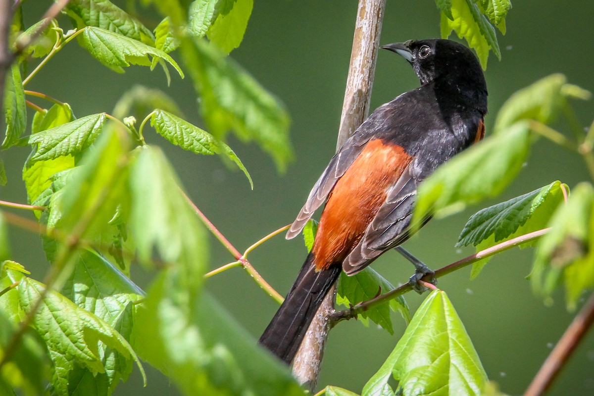 Orchard Oriole - Denise Hargrove