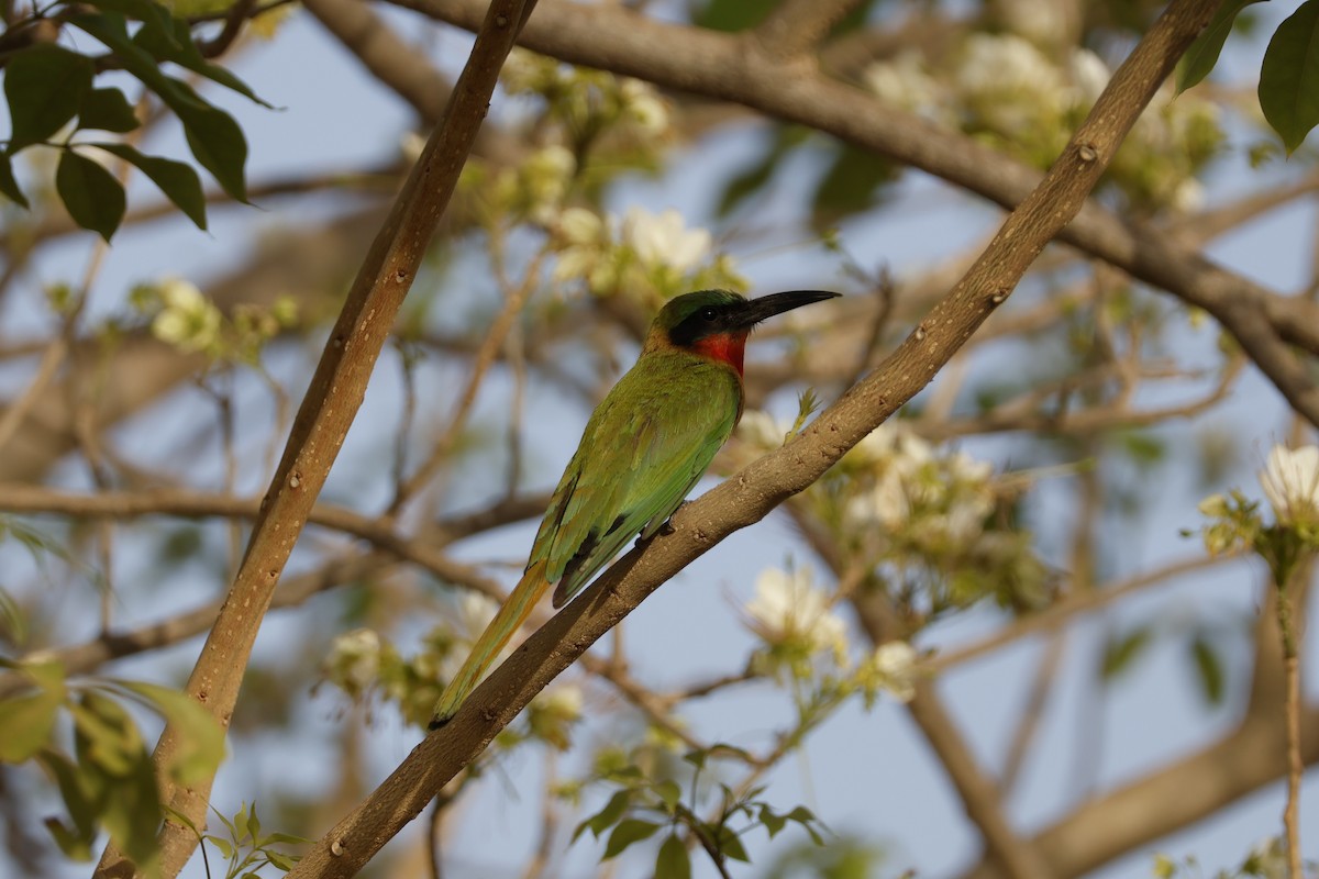 Red-throated Bee-eater - Mathieu Soetens
