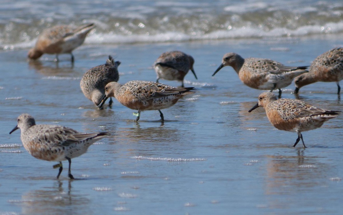 Red Knot - Jennifer Jerome