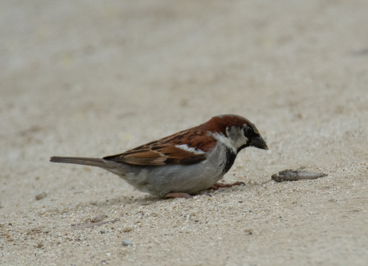 House Sparrow - ML618511147