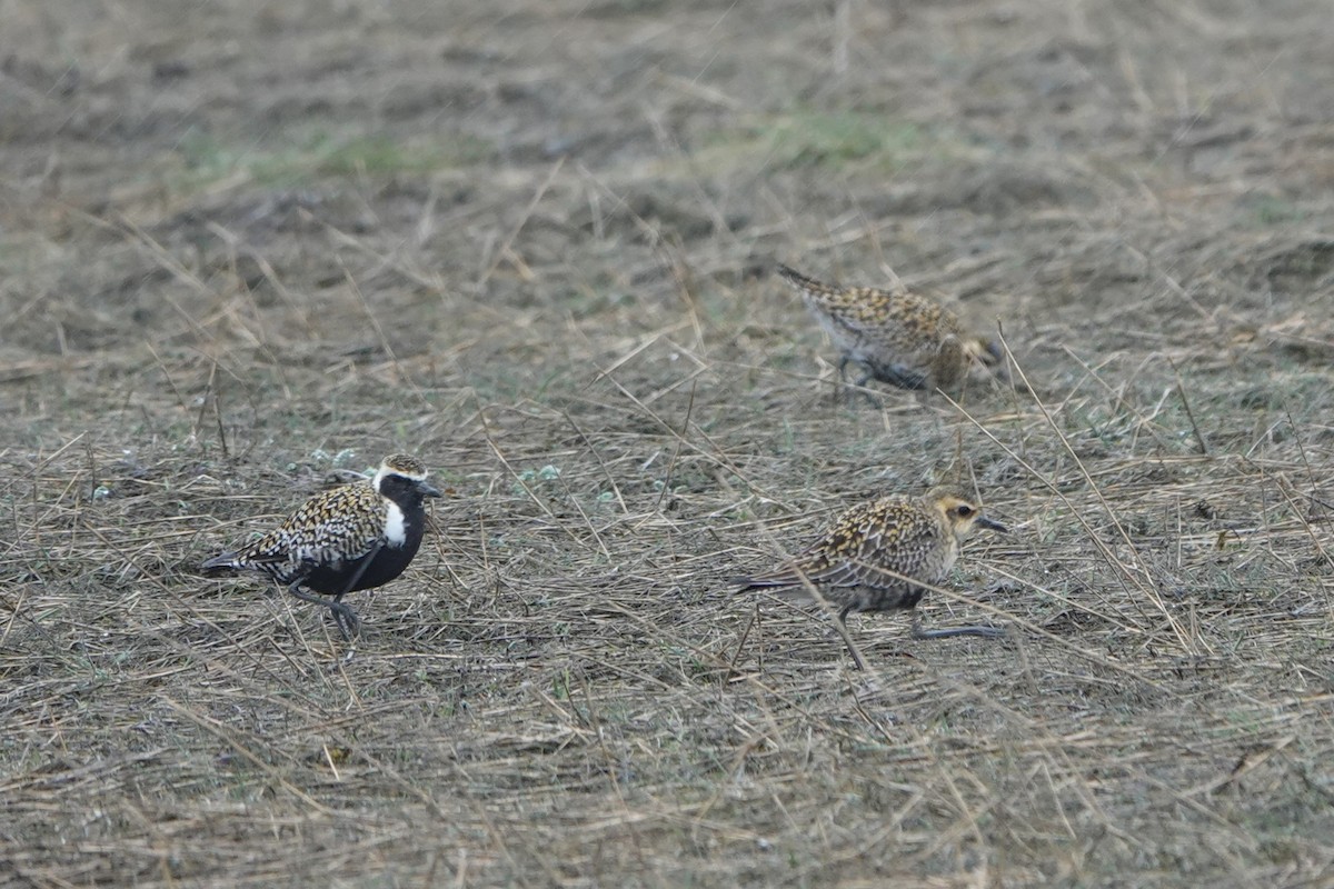 Pacific Golden-Plover - Patty Rose