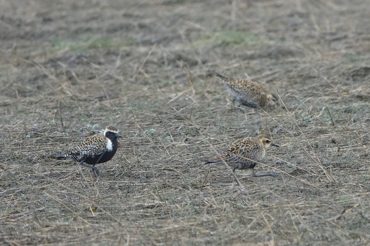 Pacific Golden-Plover - ML618511194