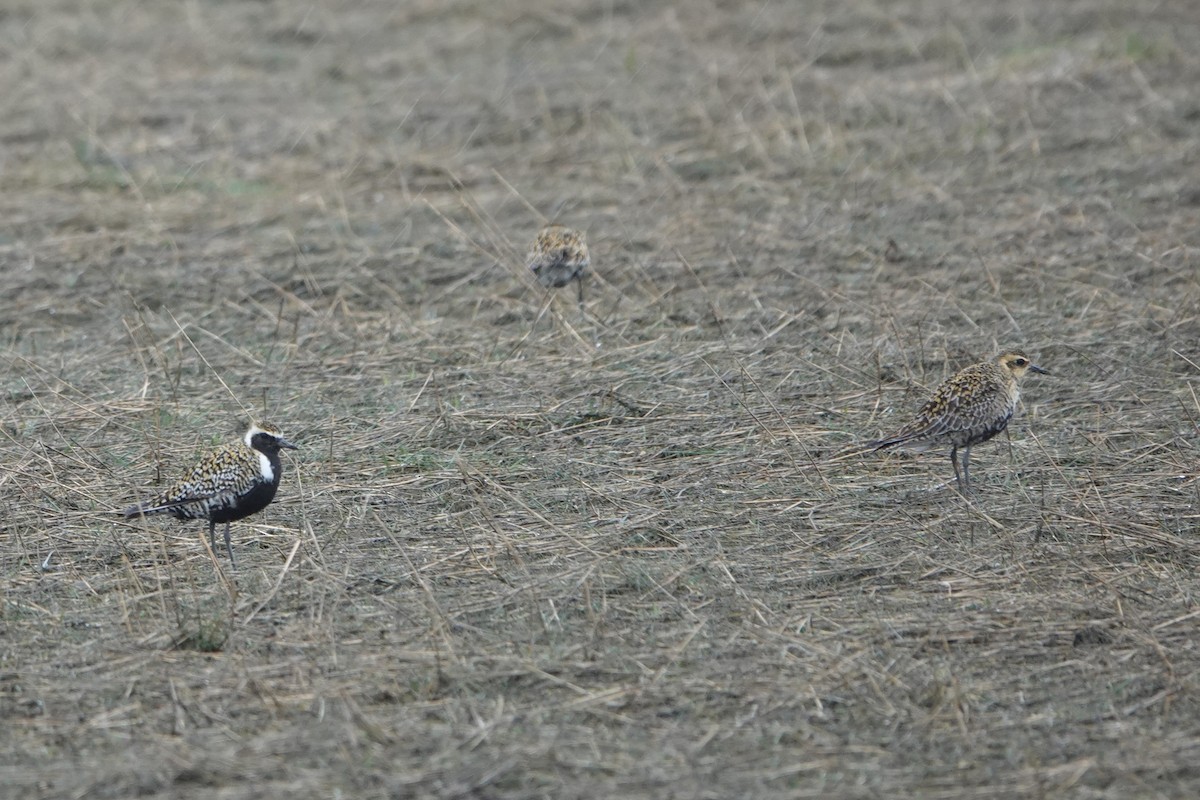 Pacific Golden-Plover - Patty Rose