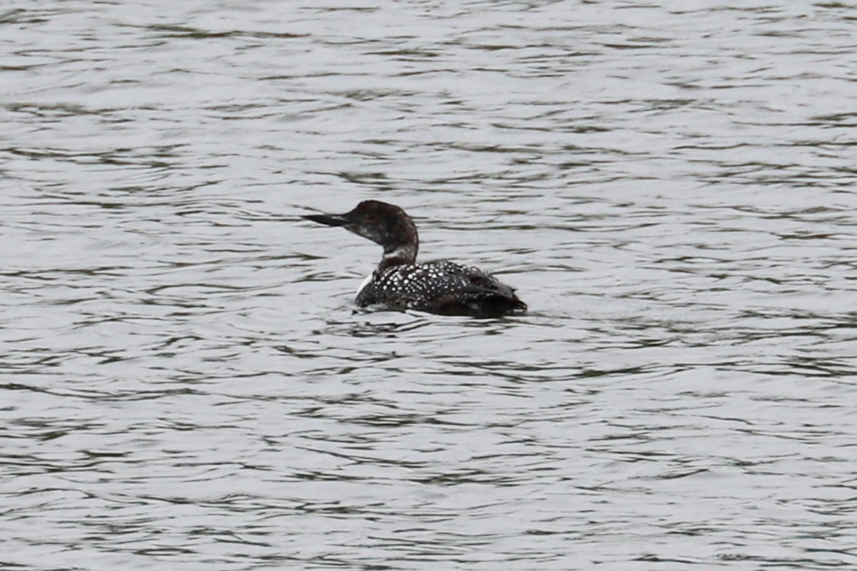 Common Loon - Debra Rittelmann