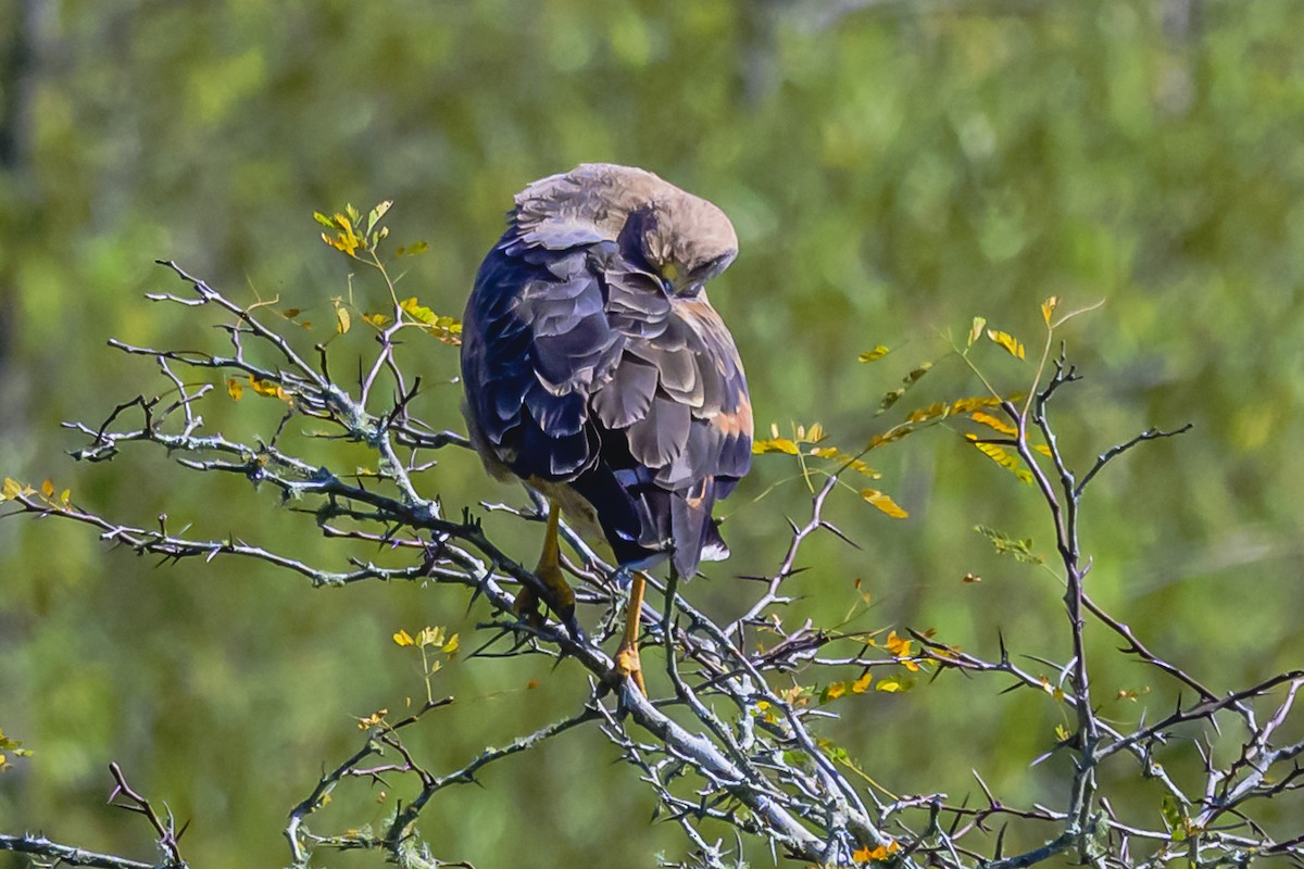 Savanna Hawk - Amed Hernández