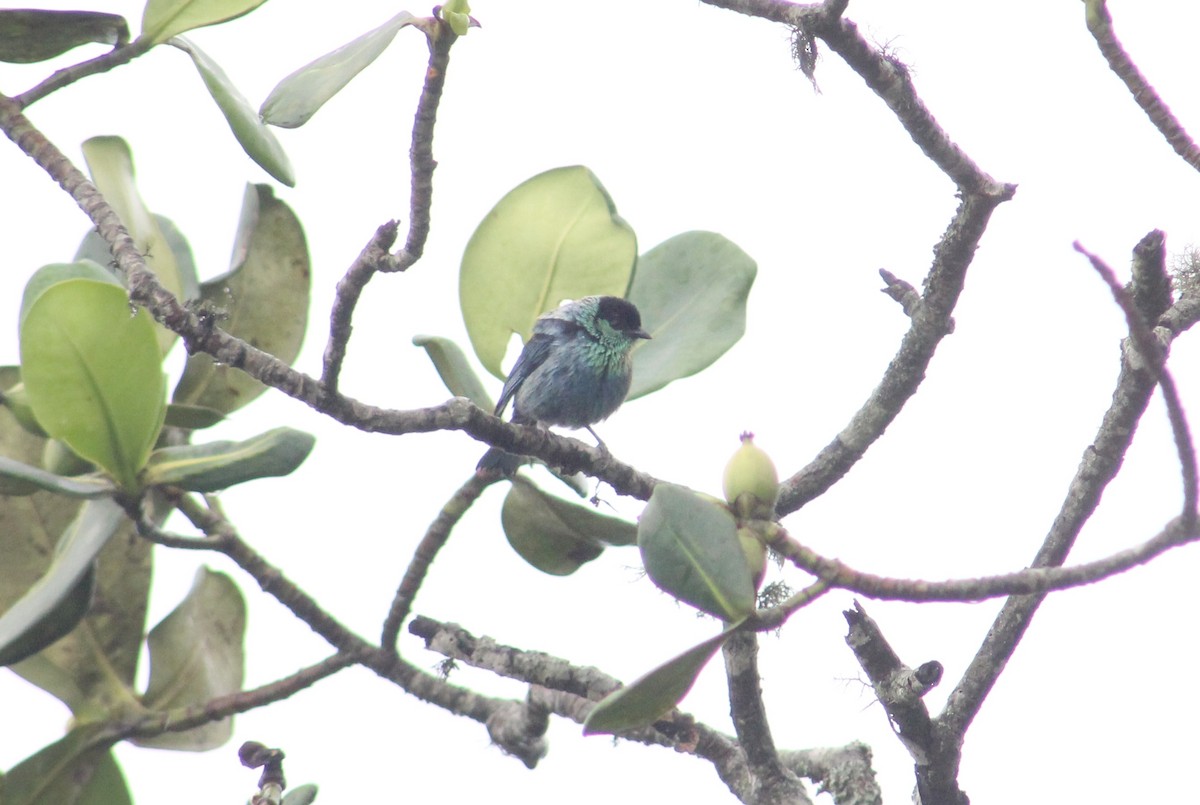 Black-capped Tanager - ML618511242