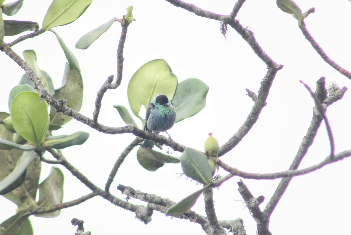 Black-capped Tanager - ML618511243