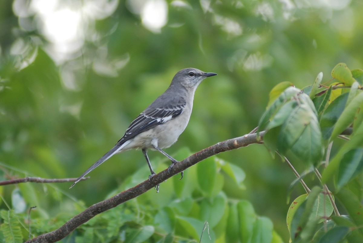 Northern Mockingbird - ML618511256