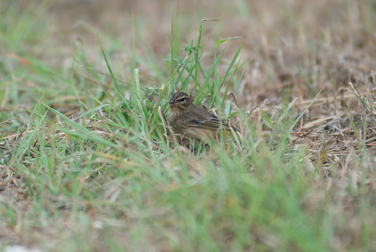 Palm Warbler - David Jeffrey Ringer